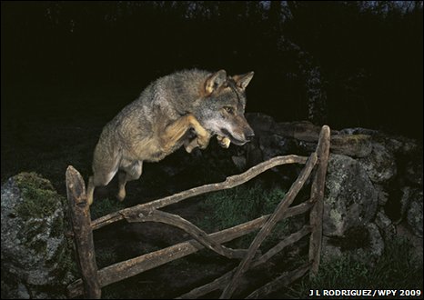 Leaping Wolf